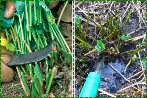 Обрезать или не обрезать клубнику. Как и когда обрезать клубнику осенью, чтобы был хороший урожай: инструкция для начинающих