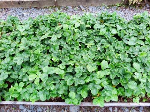 Обрывать листья у клубники. Навигация по записям