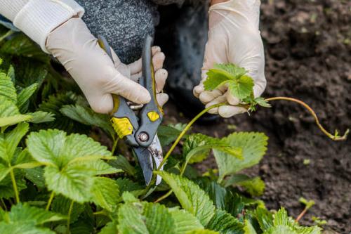 Обрезать или не обрезать клубнику. Как и когда обрезать клубнику осенью, чтобы был хороший урожай: инструкция для начинающих