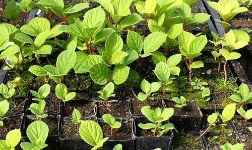 Лимонник посадка и уход в открытом грунте. Посадка в открытый грунт