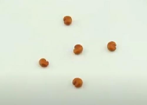 Лимонник посадка и уход в открытом грунте. Посадка в открытый грунт