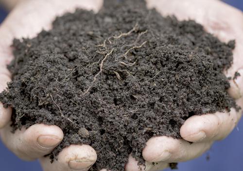 Лимонник посадка и уход в открытом грунте. Посадка в открытый грунт