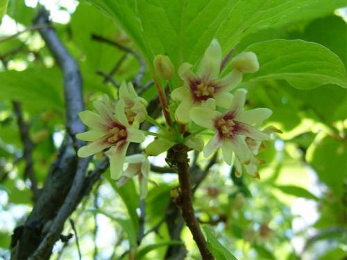 Лимонник выращивание в домашних условиях. Описание растения