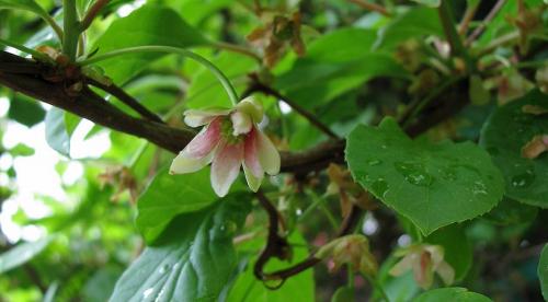 Правила посадки китайского лимонника и ухода за ним. Агротехнические требования 03