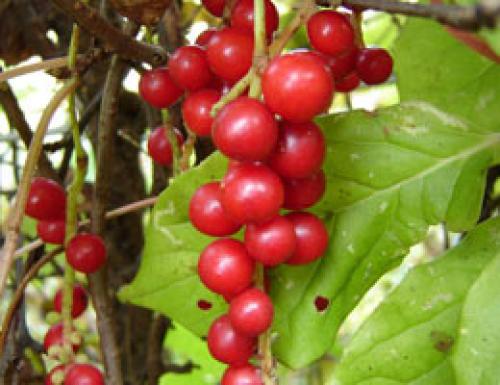 Лимонник в квартире. Растение лимонник