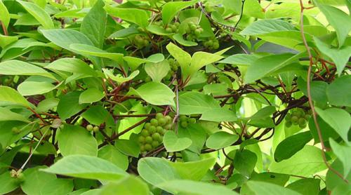 Лимонник выращивание в домашних условиях. Описание растения