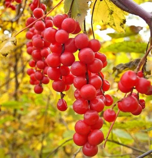 Лимонник выращивание в домашних условиях. Описание растения