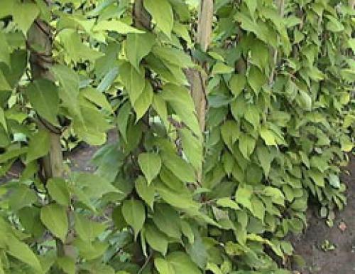 Лимонник в квартире. Растение лимонник