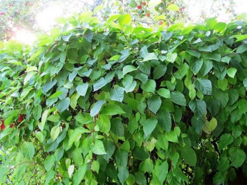 Лимонник выращивание в домашних условиях. Описание растения