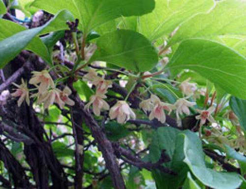 Лимонник в квартире. Растение лимонник