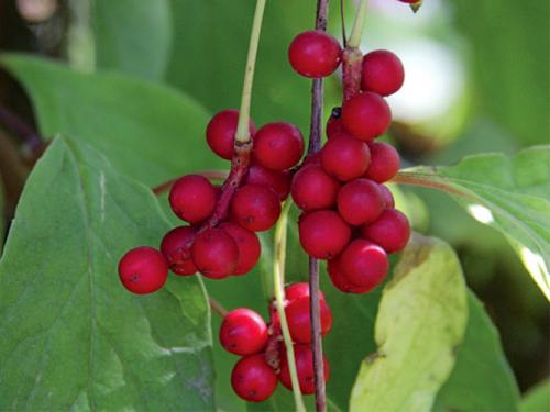 Лимонник выращивание в домашних условиях. Описание растения