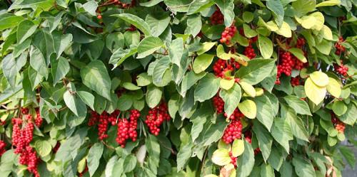 Лимонник посадка и уход в открытом грунте. Посадка в открытый грунт