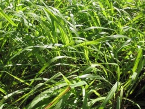 Можно ли выращивать лимонник китайский в квартире. Выращивание Лимонника Китайского в домашних условиях. 01 Можно ли выращивать лимонник китайский в квартире. Выращивание Лимонника Китайского в домашних условиях. 01