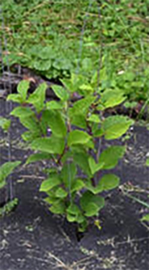 Лимонник посадка и уход в открытом грунте. Посадка в открытый грунт