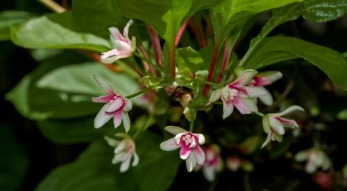 Правила посадки китайского лимонника и ухода за ним. Агротехнические требования 02