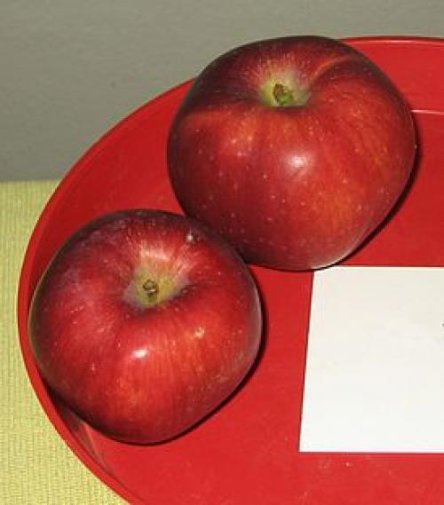 Яблоня старкримсон описание. Яблоня Старкримсон: описание сорта и характеристика 01