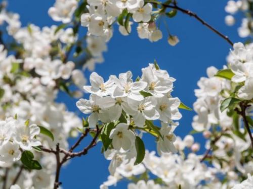 Яблоня Моди. Выращивание яблони Моди