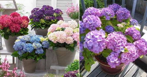 Секреты выращивания гортензии. Гортензия крупнолистная (садовая) – описание