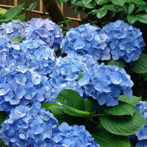 Секреты выращивания гортензии. Гортензия крупнолистная (садовая) – описание