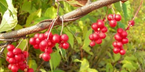 Лимонник комнатный. Общее описание, фото