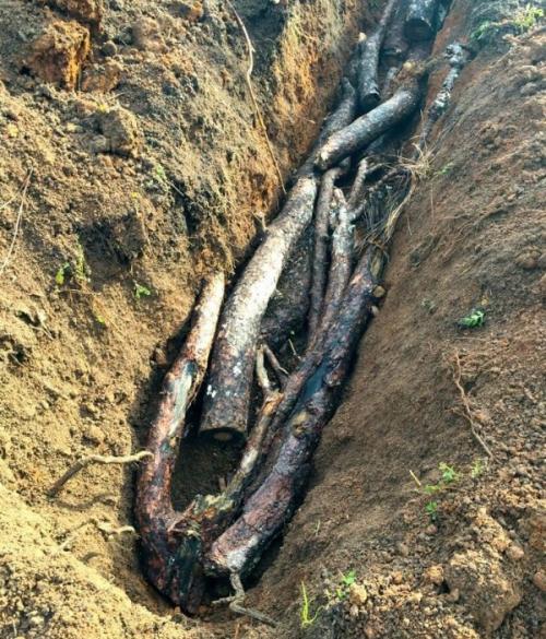 Как расстояние между растениями влияет на урожай малины