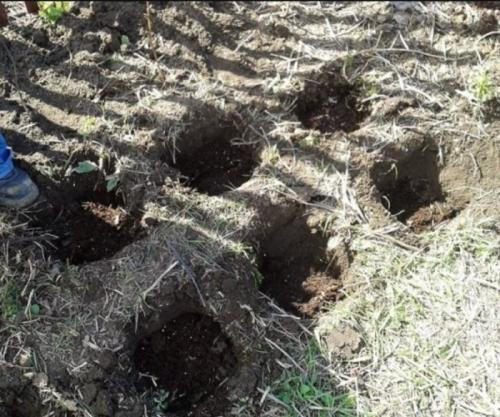 Как расстояние между растениями влияет на урожай малины