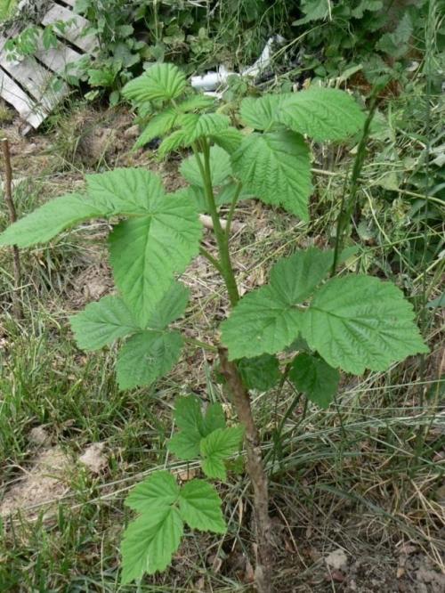 Можно ли увеличить урожай малины, если растения будут расположены на меньшем расстоянии друг от друга. Формирование малины