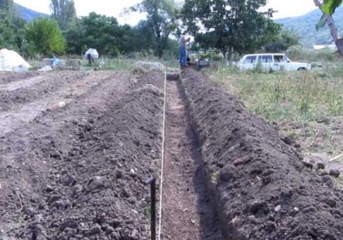 Как расстояние между растениями влияет на урожай малины