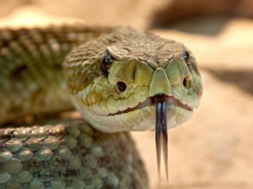 Змеиный день. День сдвижения змей: какие ритуалы провести 27 сентября и чего нельзя делать