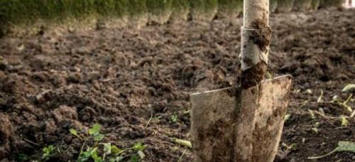 Чем обработать сад осенью, чтобы избавиться от болезней и вредителей