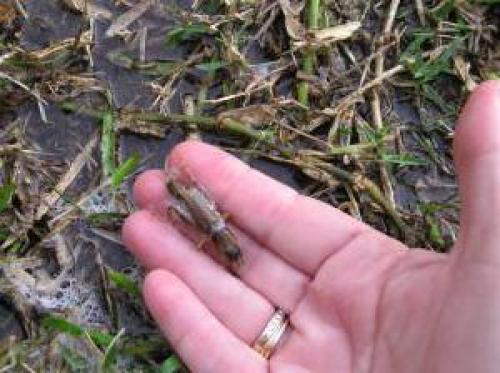 Сушеная медведка для чего нужна. Ухаживающим за родственниками пенсионерам в России увеличат пенсию 01