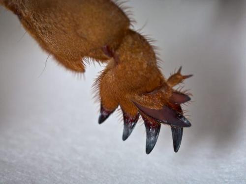 Для чего нужна медведка. Медведка – гроза огорода