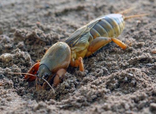 Для чего нужна медведка. Медведка – гроза огорода