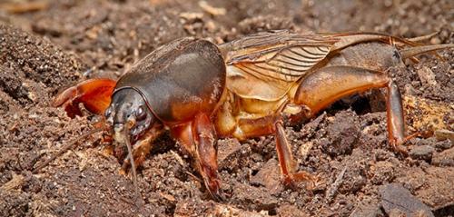 Для чего нужна медведка. Медведка – гроза огорода