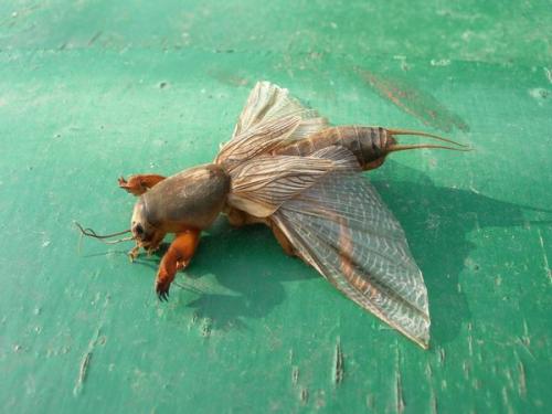 Для чего нужна медведка. Медведка – гроза огорода