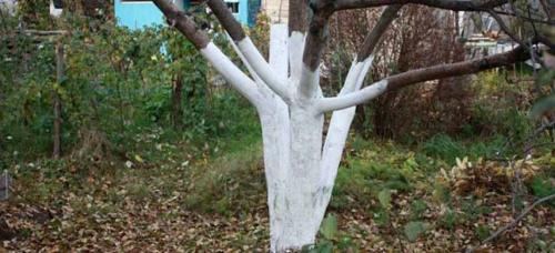 Чем обработать сад осенью, чтобы избавиться от болезней и вредителей