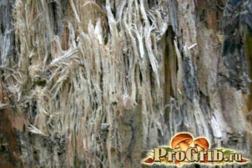 Гриб-трутовик, поселяющийся на стволах деревьев, является. Сокровище, подаренное природой: подробное описание и особенности трутовика