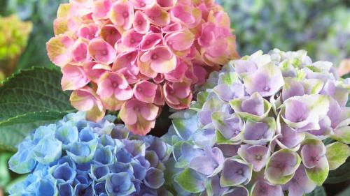 Садовая гортензия в домашних условиях. Уход за гортензией в домашних условиях