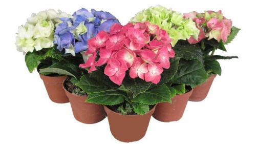 Садовая гортензия в домашних условиях. Уход за гортензией в домашних условиях