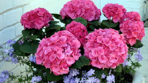 Садовая гортензия в домашних условиях. Уход за гортензией в домашних условиях