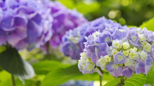 Садовая гортензия в домашних условиях. Уход за гортензией в домашних условиях