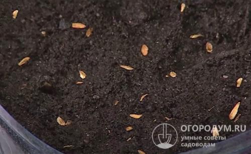 Как вырастить тую из семян в домашних.. Способы размножения