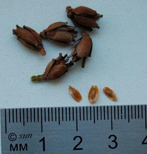 Как вырастить тую из семян осенью. Как вырастить тую из семечки