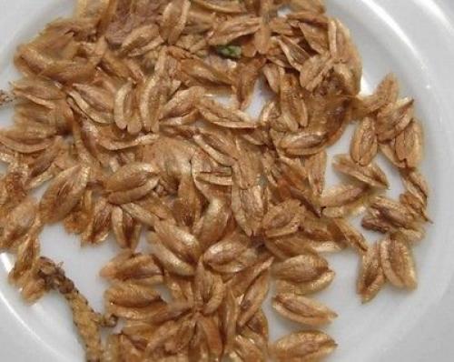 Как вырастить тую из шишки. Туя из семян с Алиэкспресс – это возможно