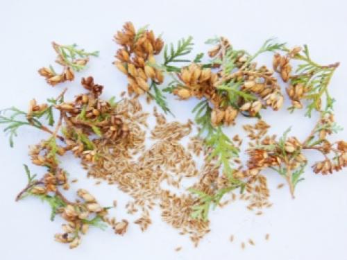 Как вырастить тую из семян в домашних.. Способы размножения 06 Как вырастить тую из семян в домашних.. Способы размножения 06