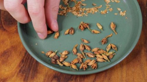 Выращивание туи из семян в открытом грунте. Минусы: