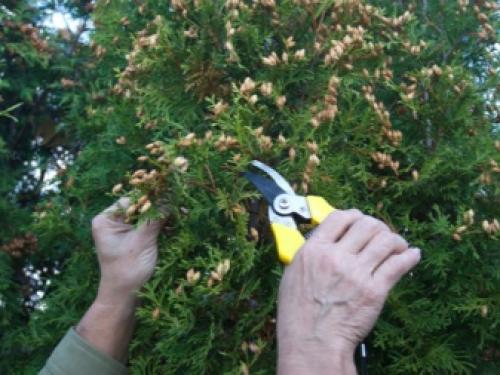 Как вырастить тую из семян в домашних.. Способы размножения 05 Как вырастить тую из семян в домашних.. Способы размножения 05