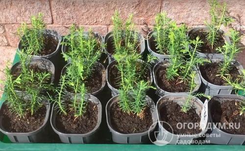 Как вырастить тую из семян в домашних.. Способы размножения