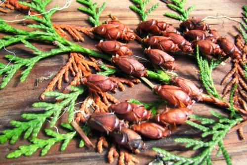 Как вырастить тую из семян в домашних.. Способы размножения 07 Как вырастить тую из семян в домашних.. Способы размножения 07