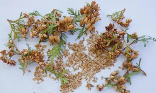 Как вырастить тую из семян осенью. Как вырастить тую из семечки